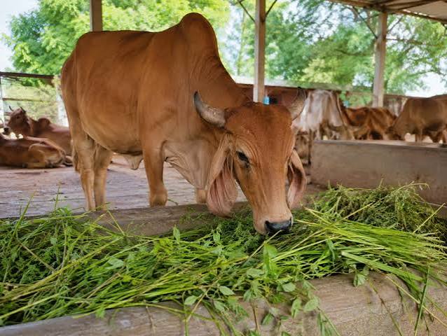 बरसात में गोवंशों की सुरक्षा सर्वाेच्च प्राथमिकता, सभी गौ आश्रय स्थलों पर विशेष प्रबंध सुनिश्चित करें 